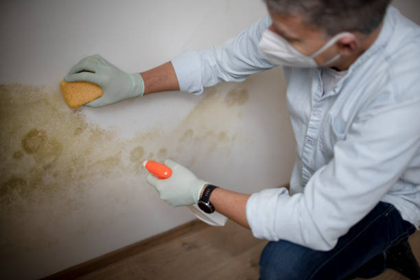 Mold Testing and Removal in Lake Placid, NY