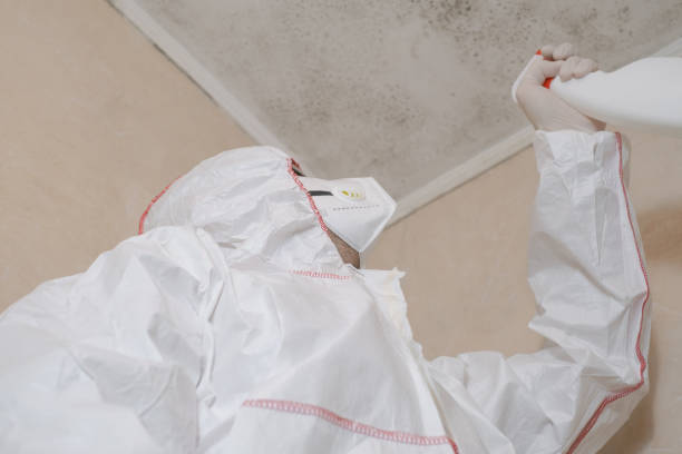 Best Local Mold Removal Service  in Lake Placid, NY